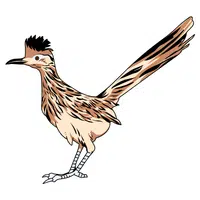 Roadrunner | A to Z Animals Name