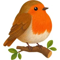 Robin | A to Z Animals Name