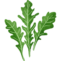 Rocket | A to Z Vegetables Names