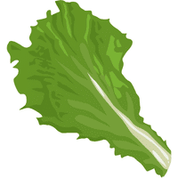 Romaine Lettuce | A to Z Vegetables Names