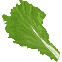 Romaine Lettuce | A to Z Vegetables Names