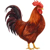 Rooster | A to Z Animals Name
