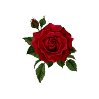 Rose | Wedding Flowers Names