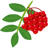 Rowan Berry | A to Z Fruits Name