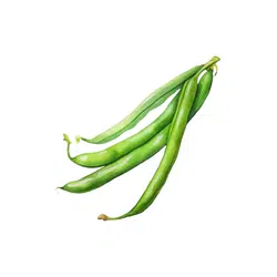 Runner Bean