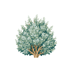Saltbush | Desert Vegetables Names in English