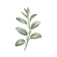 Salvia | Decorative Flowers Names