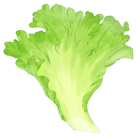 Savoy Cabbage | A to Z Vegetables Names