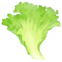 Savoy Cabbage | A to Z Vegetables Names
