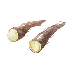 Scorzonera