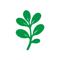 Sea Purslane