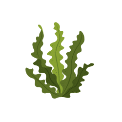 Seepweed | Desert Vegetables Names in English
