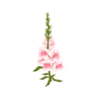 Snapdragon | Wedding Flowers Names
