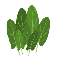 Sorrel | A to Z Vegetables Names