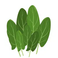 Sorrel | A to Z Vegetables Names