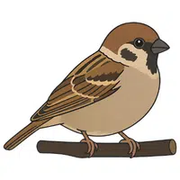 Sparrow | A to Z Animals Name
