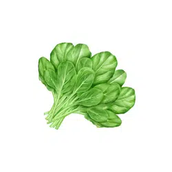 Spinach | Temperate Vegetables Names in English