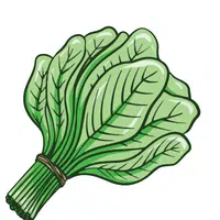 Spinach | A to Z Vegetables Names