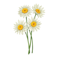 Stock | Wedding Flowers Names