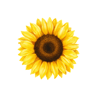 Sunflower | Decorative Flowers Names