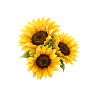 Sunflower | Wedding Flowers Names