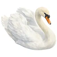 Swan | A to Z Animals Name