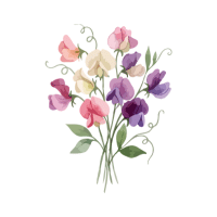 Sweet Pea | Wedding Flowers Names