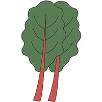 Swiss Chard | A to Z Vegetables Names