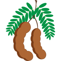 Tamarind | A to Z Fruits Name