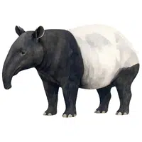 Tapir | A to Z Animals Name