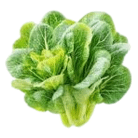 Tatsoi | A to Z Vegetables Names