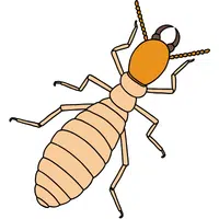 Termite | A to Z Animals Name