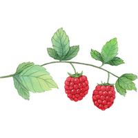 Thimbleberry | A to Z Fruits Name