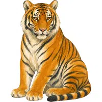 Tiger | A to Z Animals Name