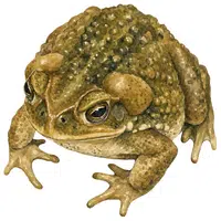 Toad | A to Z Animals Name