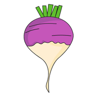 Turnip | A to Z Vegetables Names