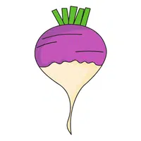 Turnip | A to Z Vegetables Names
