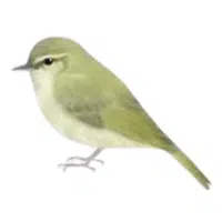 Uguisu | A to Z Animals Name
