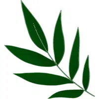 Ulluco Leaves | A to Z Vegetables Names