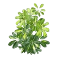 Umbrella Plant | A to Z Vegetables Names