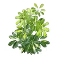 Umbrella Plant | A to Z Vegetables Names