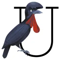 Umbrellabird | A to Z Animals Name