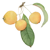 Umbu | A to Z Fruits Name