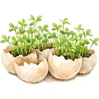 Upland Cress | A to Z Vegetables Names