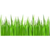 Upland Rice Greens | A to Z Vegetables Names