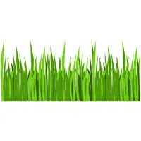 Upland Rice Greens | A to Z Vegetables Names