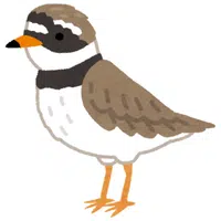 Upland Sandpiper | A to Z Animals Name
