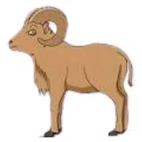 Urial | A to Z Animals Name