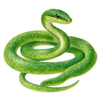 Urutu | A to Z Animals Name