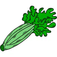 Utah Celery | A to Z Vegetables Names